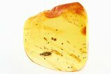 Fossil Minute Pirate Bug (Lyctocorinae) In Baltic Amber #284596-1